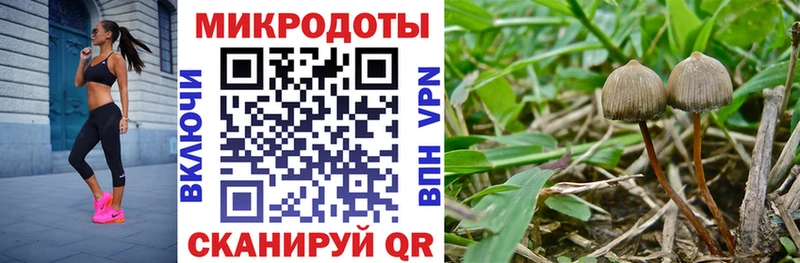 Галлюциногенные грибы GOLDEN TEACHER  Купить закладки  Кудымкар 